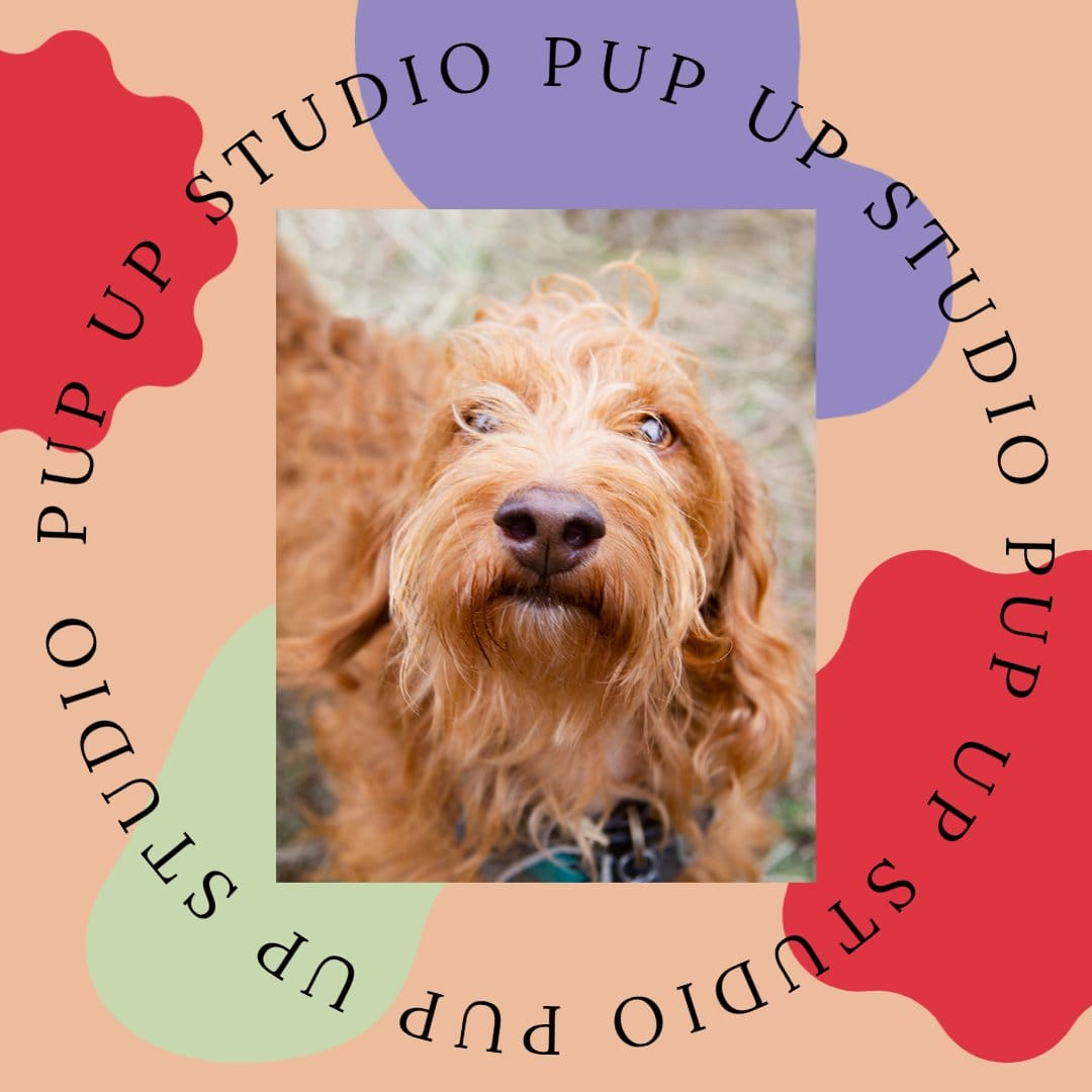 The Pup Up Studio Dog Photography