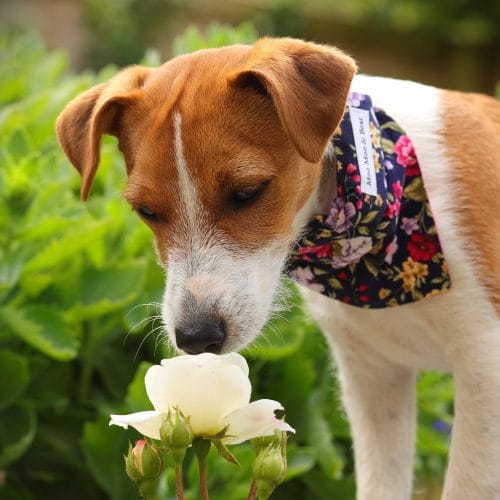 Poppy Dog Sniffing Flower