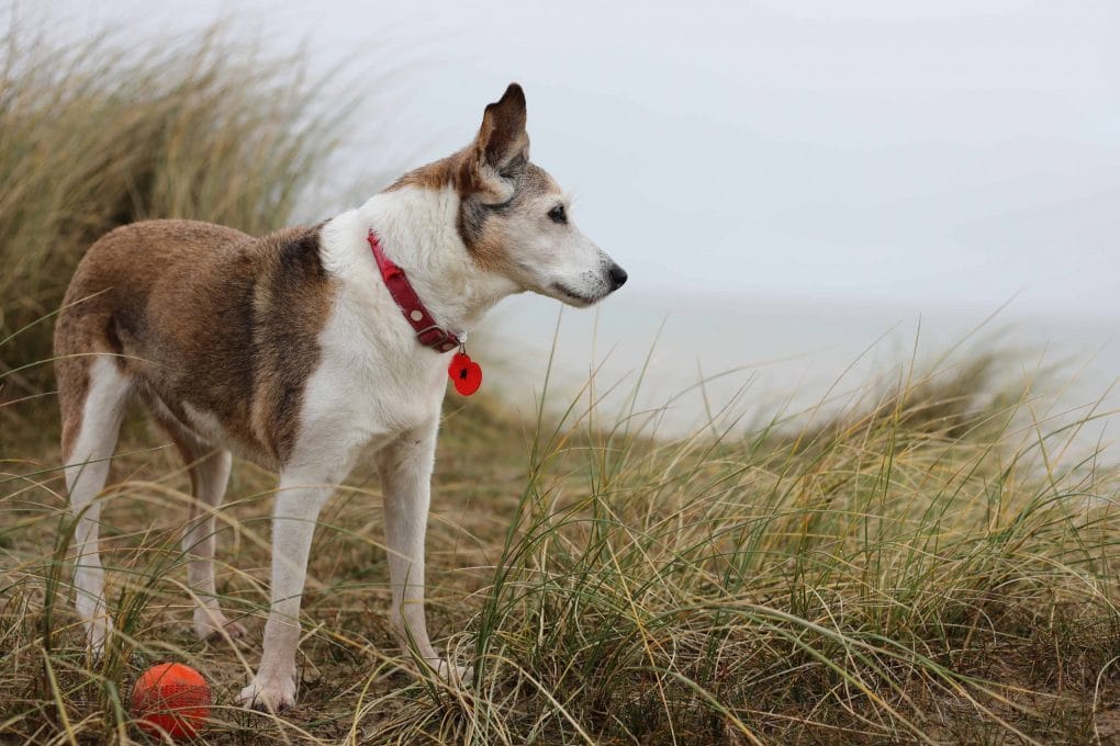 Dog in Winterton Sand Dunes