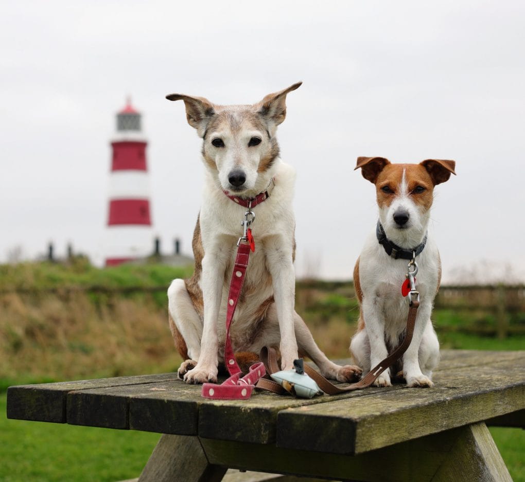 Dogs at Happisburgh Lighthouse 