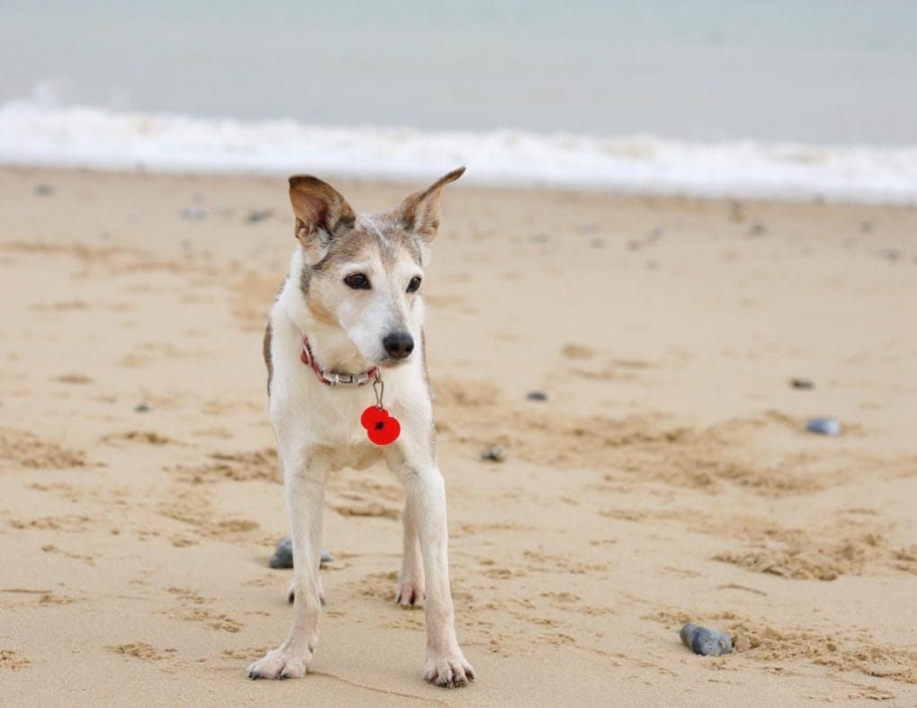 Dog on Sea Palling Beach