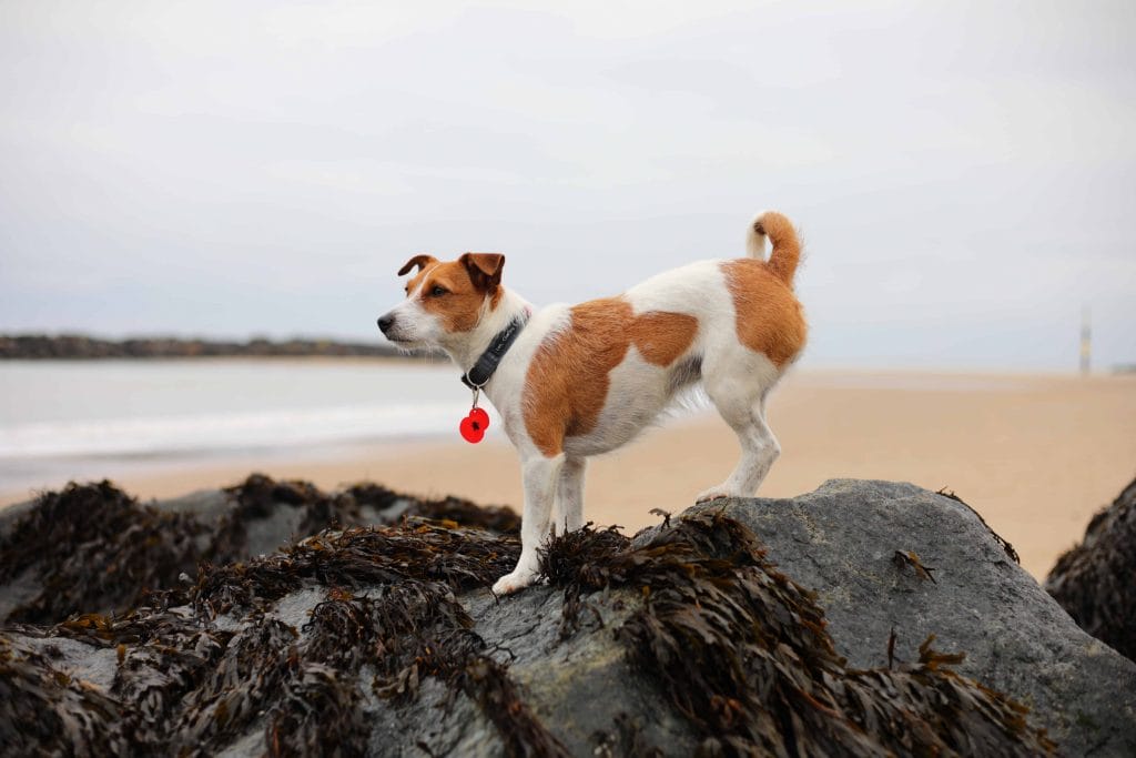 Dog on Sea Palling Beach