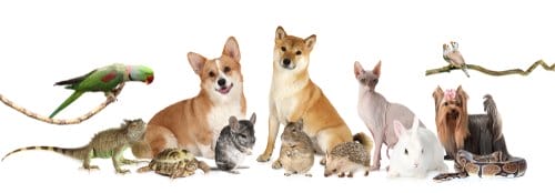 Variety of pets