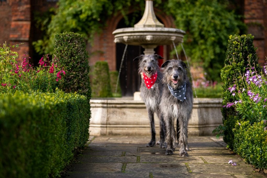 Irish Wolf Hounds by Fur and Fables Dog Photography