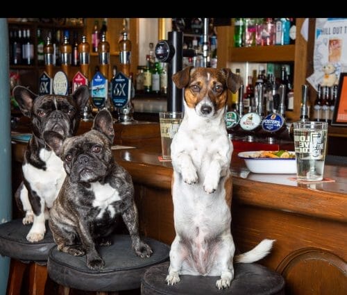 The Runner Dog Friendly Pub Swindon