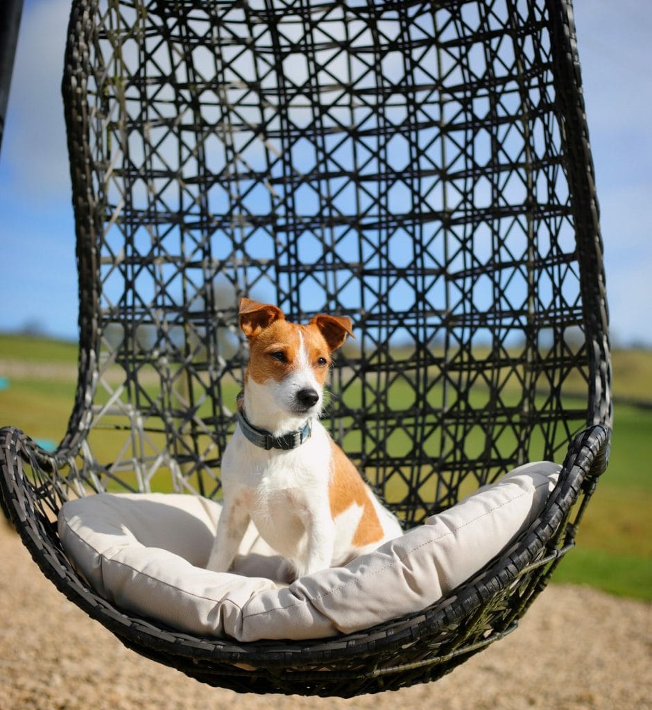 Dog in Swing Chair at Hoe Grange Holidays