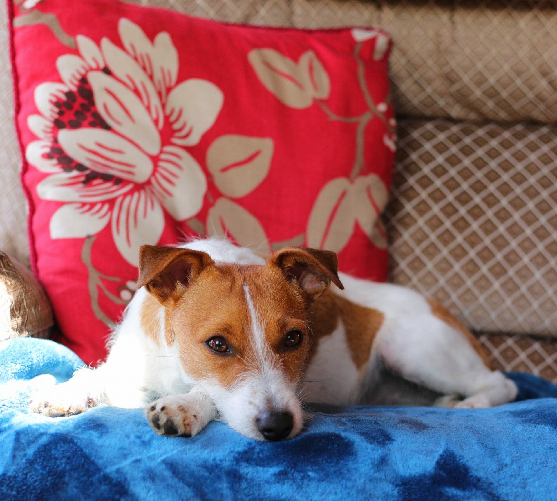 Dog on Sofa at Hoe Grange Holidays