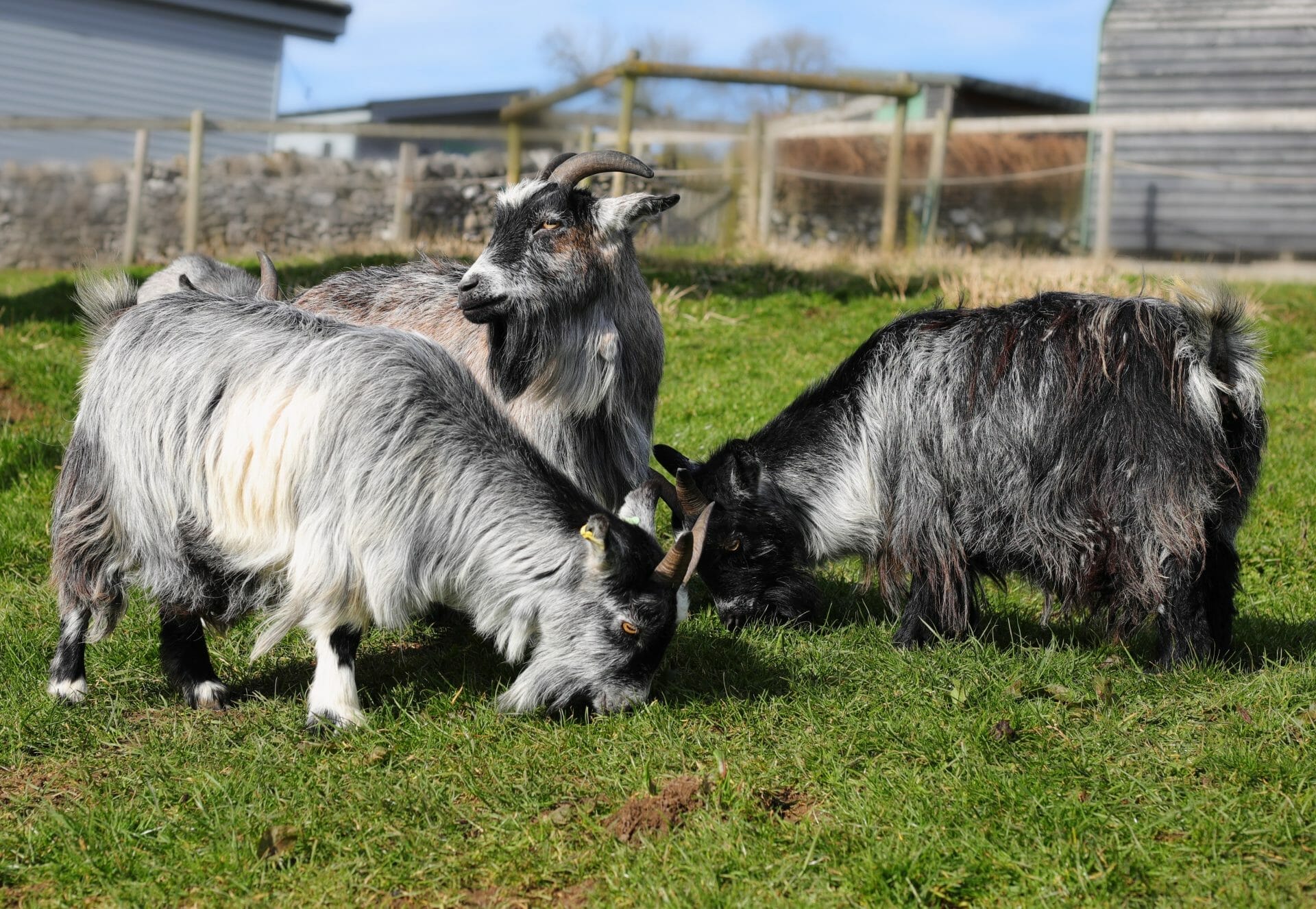 Pygmy Goats at Hoe Grange Farm