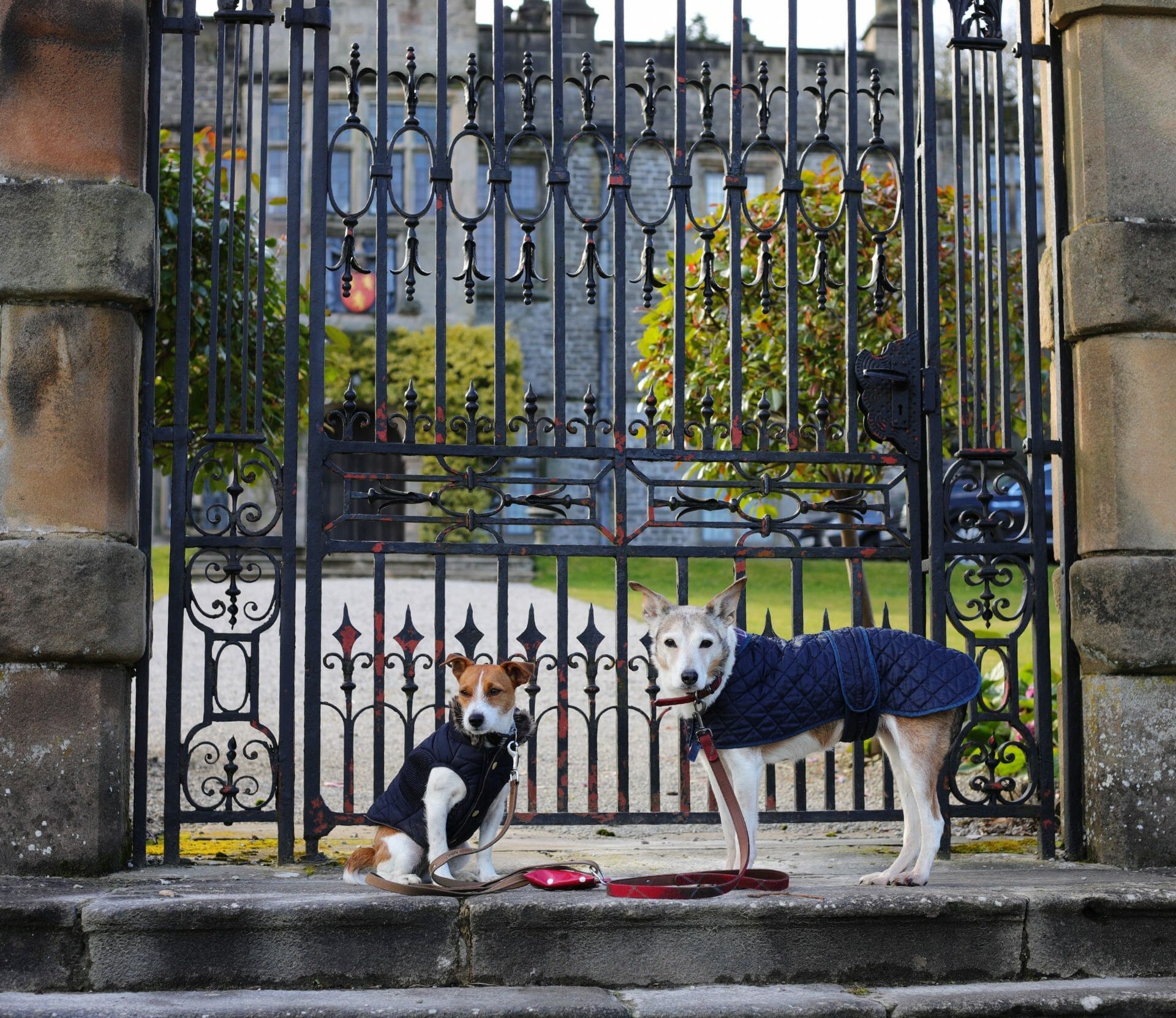 Dogs outside Tissington Hall