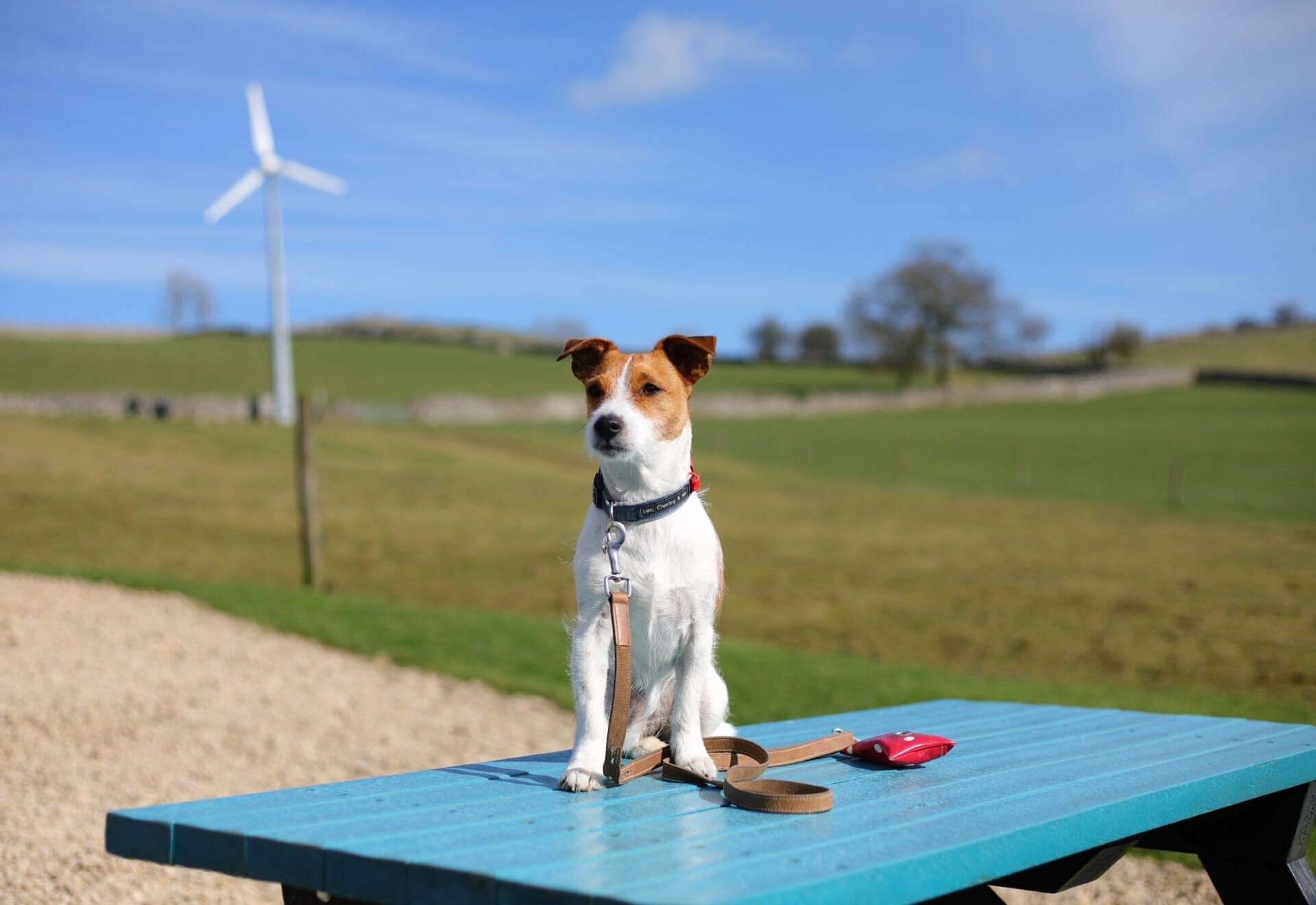 Dog by Wind Turbine at Hoe Grange Holidays