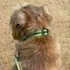 Reg&Bob Green Striped Dog Collar