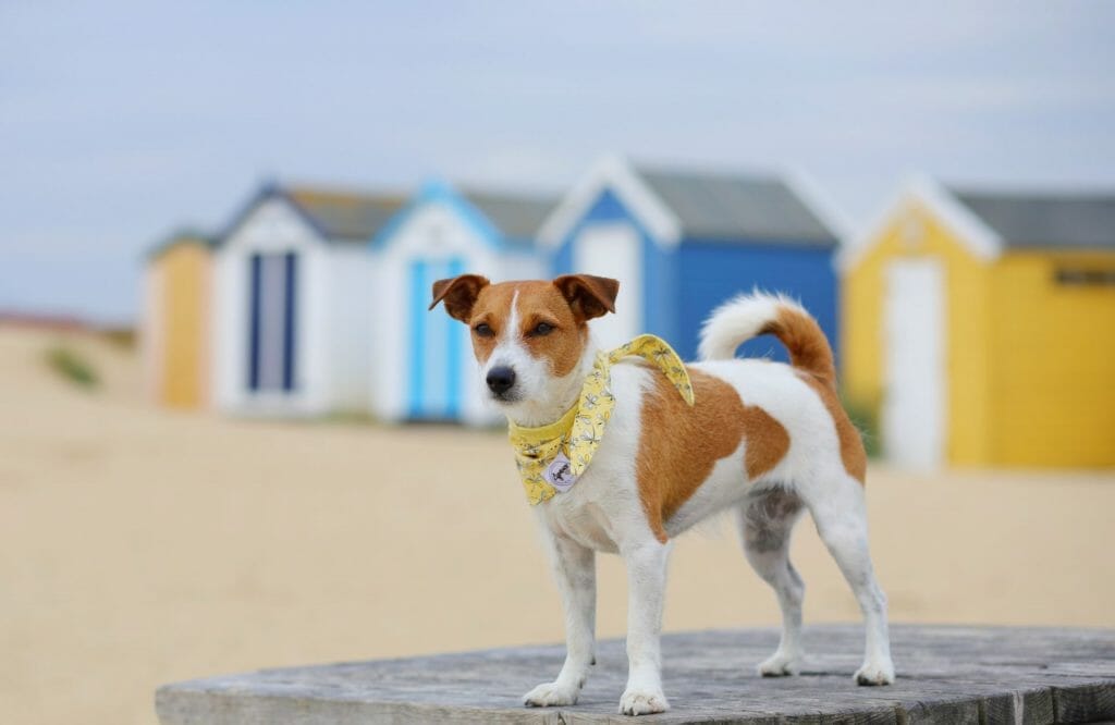 Dog Friendly Southwold Beach
