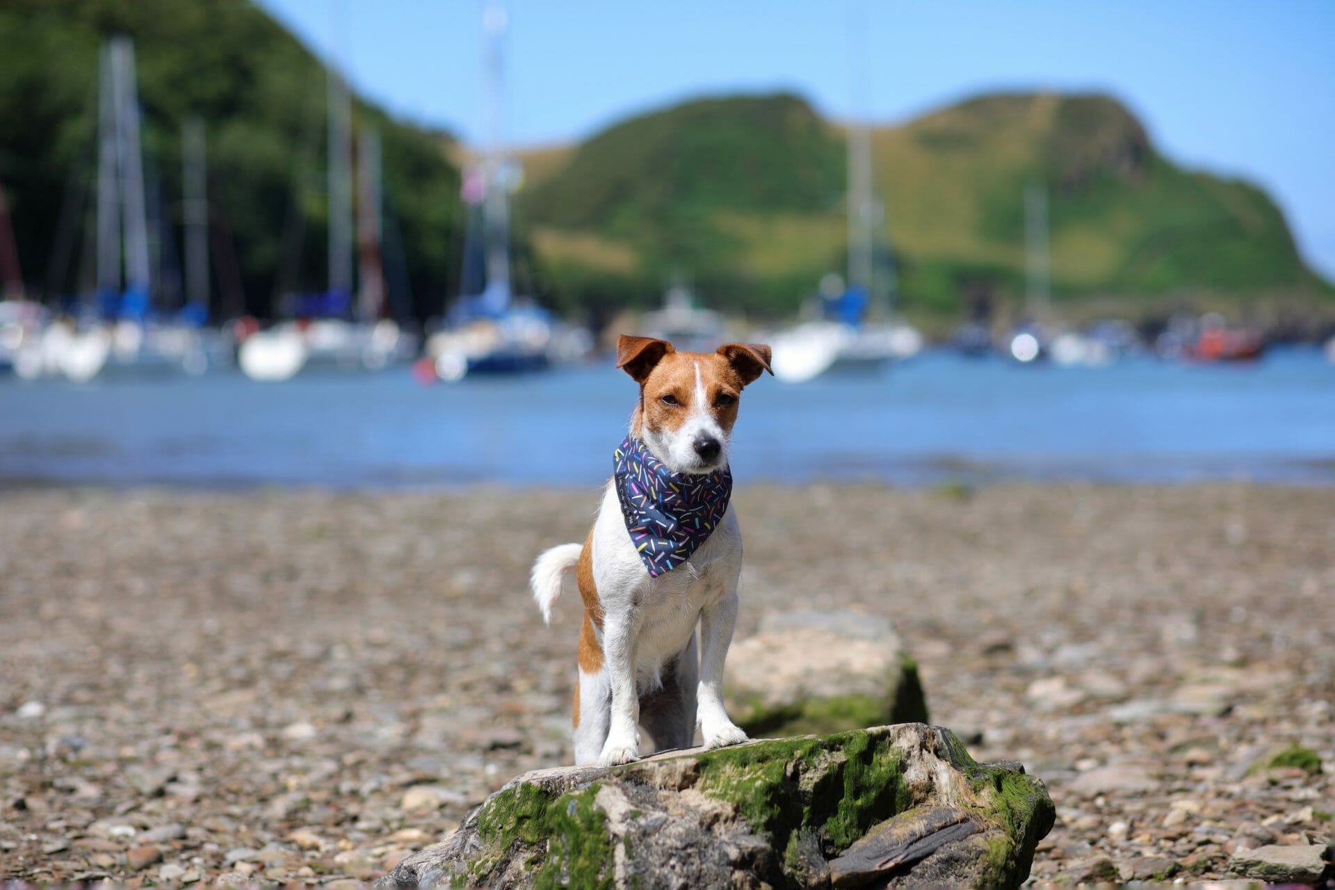 Dog at Watermouth Cove Devon