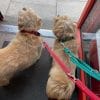 Reg&Bob Multi-Length Training Dog Lead