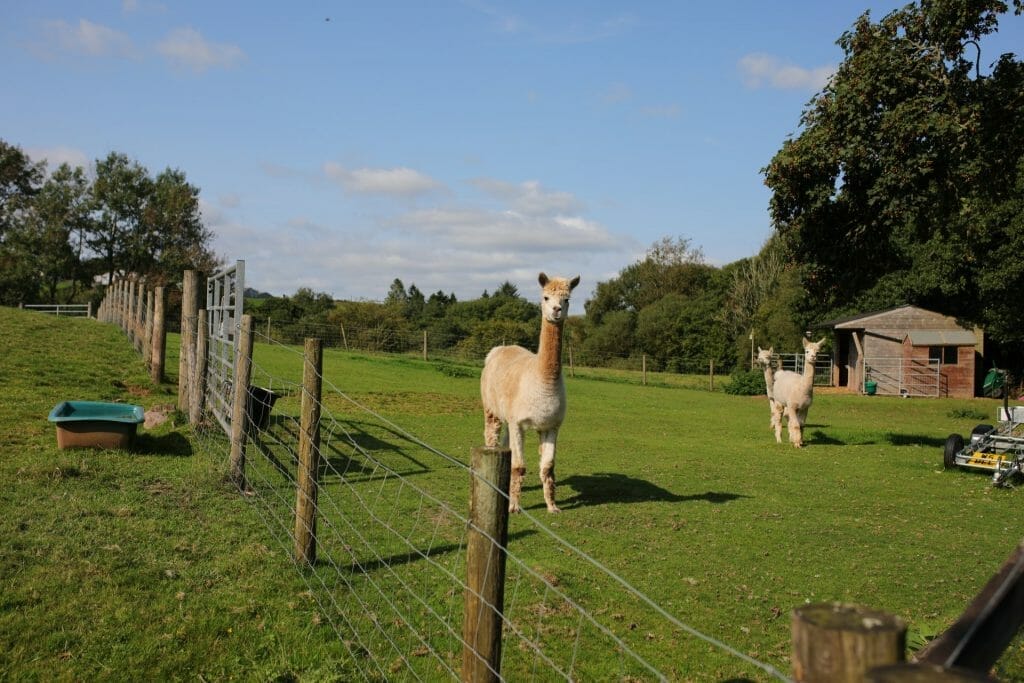 The Alpacas at Brecon Retreat