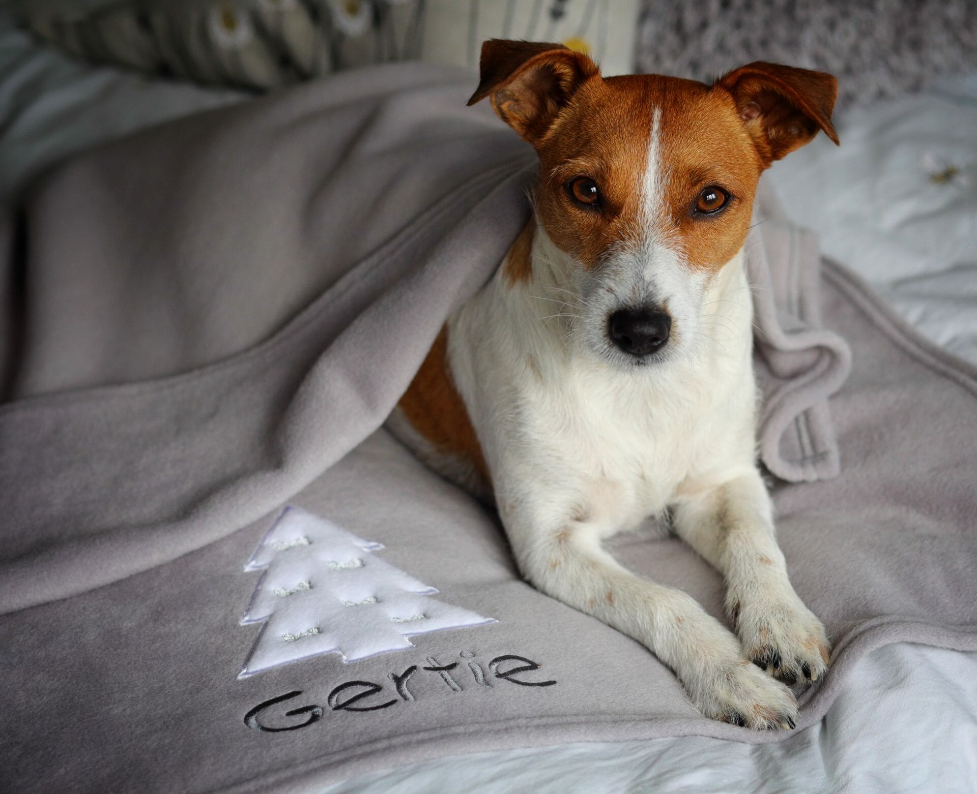 Personalised Christmas Dog Blanket