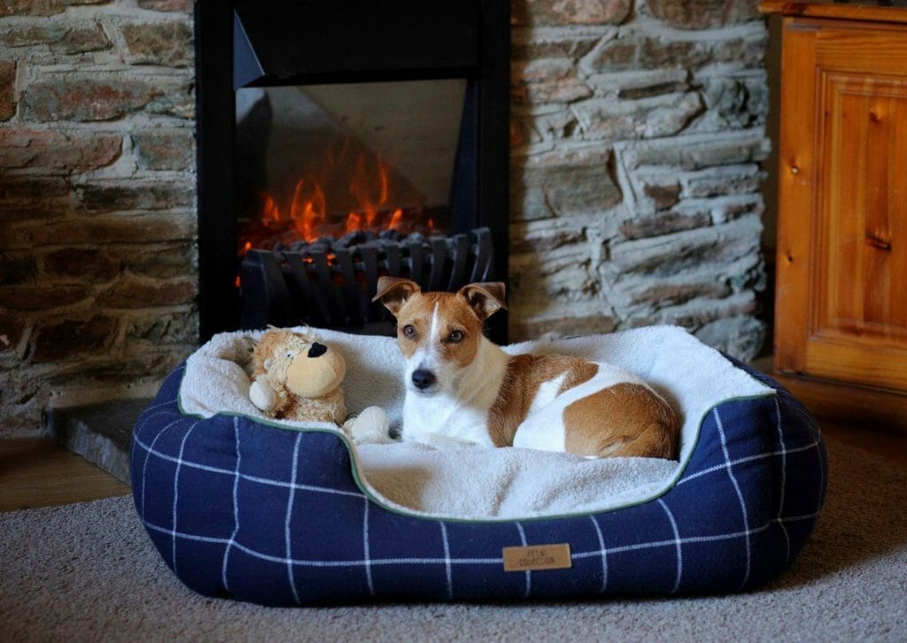 Dog in front of fire at Bolberry Farm Cottages Dog Friendly Salcombe