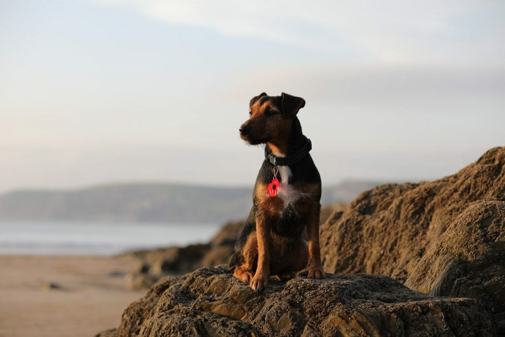 Dog at Burgh Island Beach Salcombe