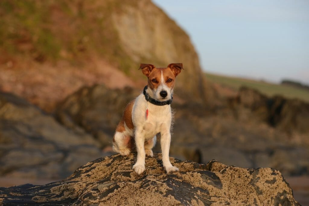 Dog at Bigbury on Sae Beach 
