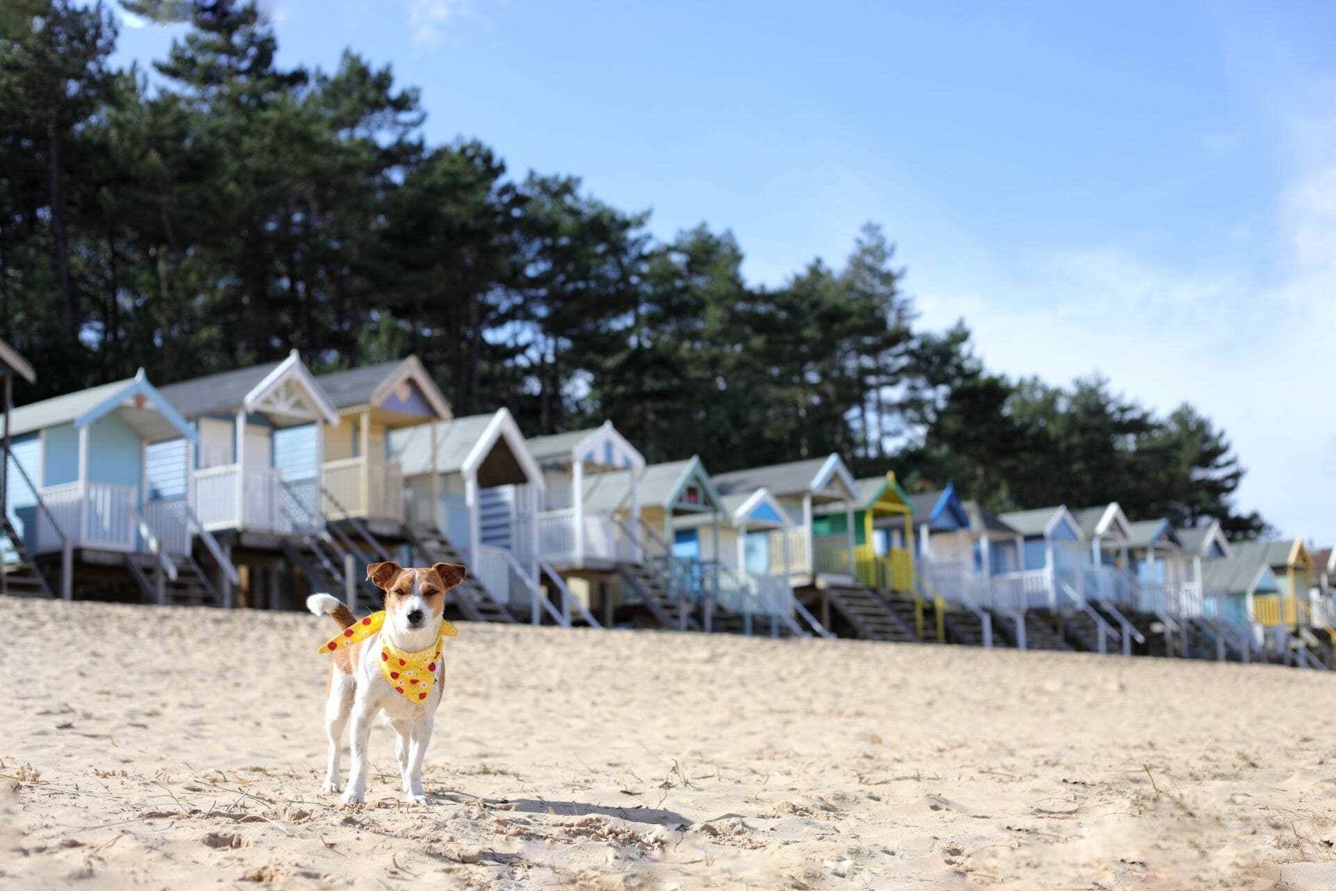 Dog Friendly Wells Next the Sea Beach