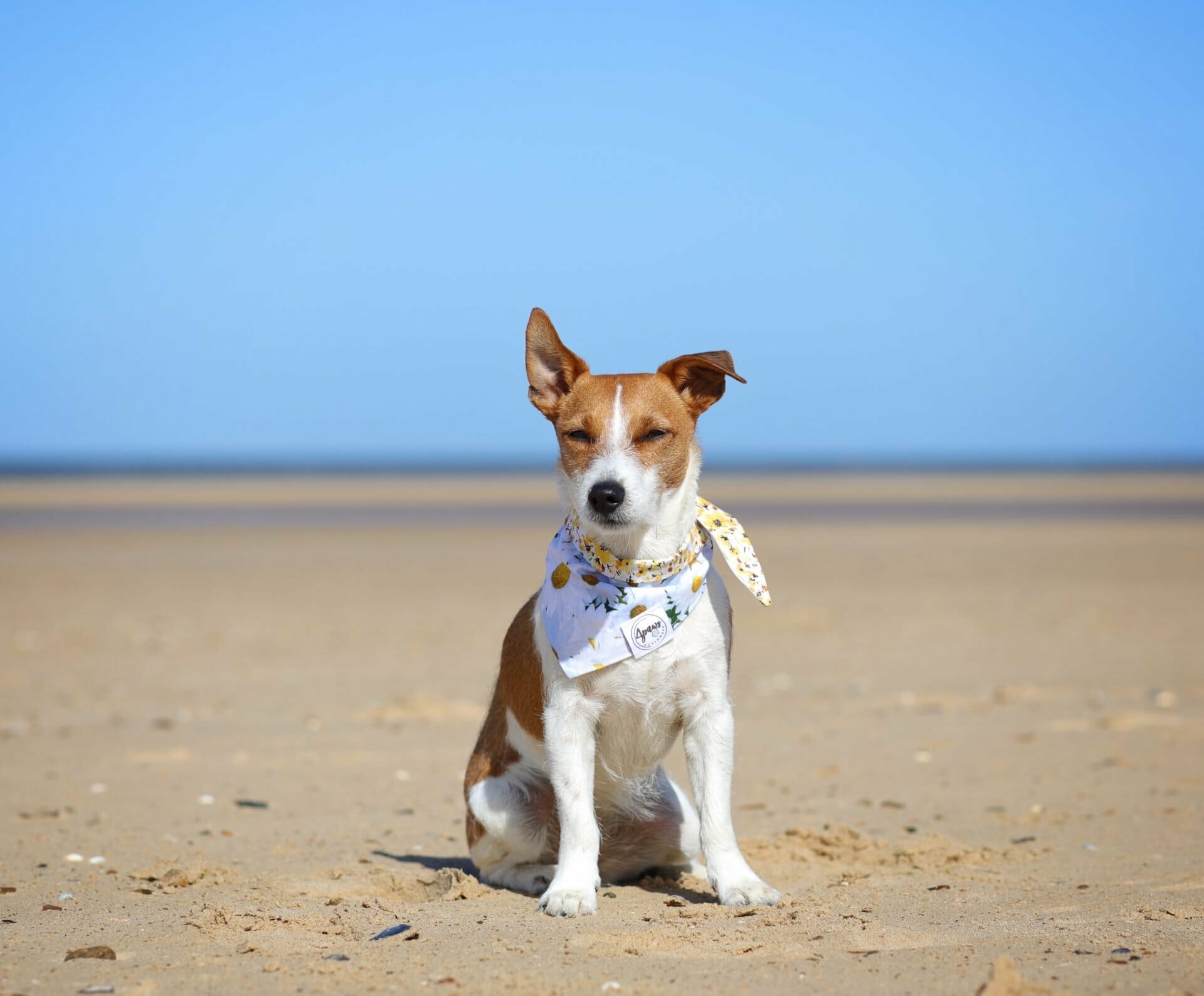 Dog at Holkham Beach