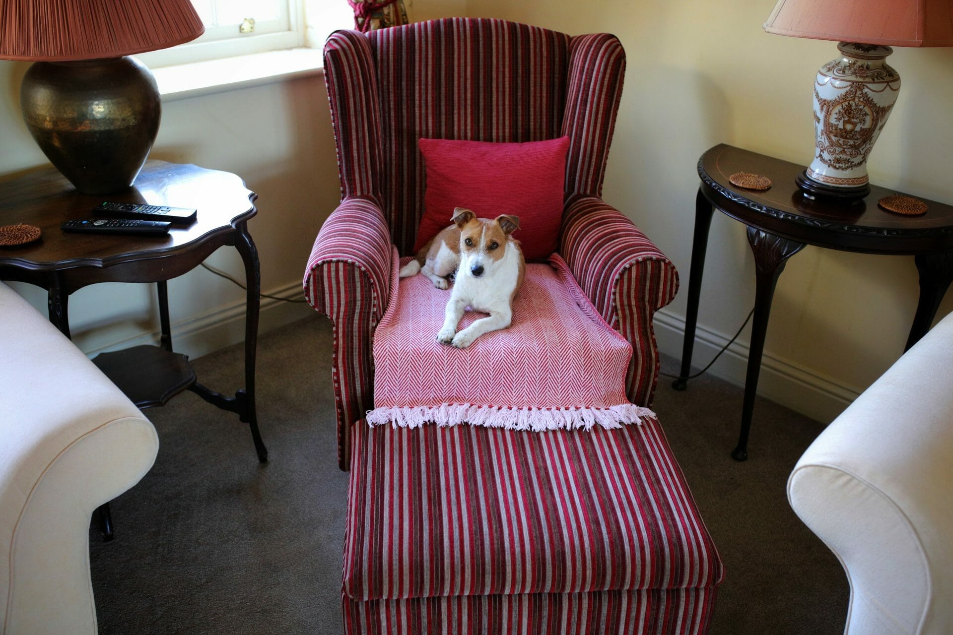 Dog in Chair at Lark Cottage