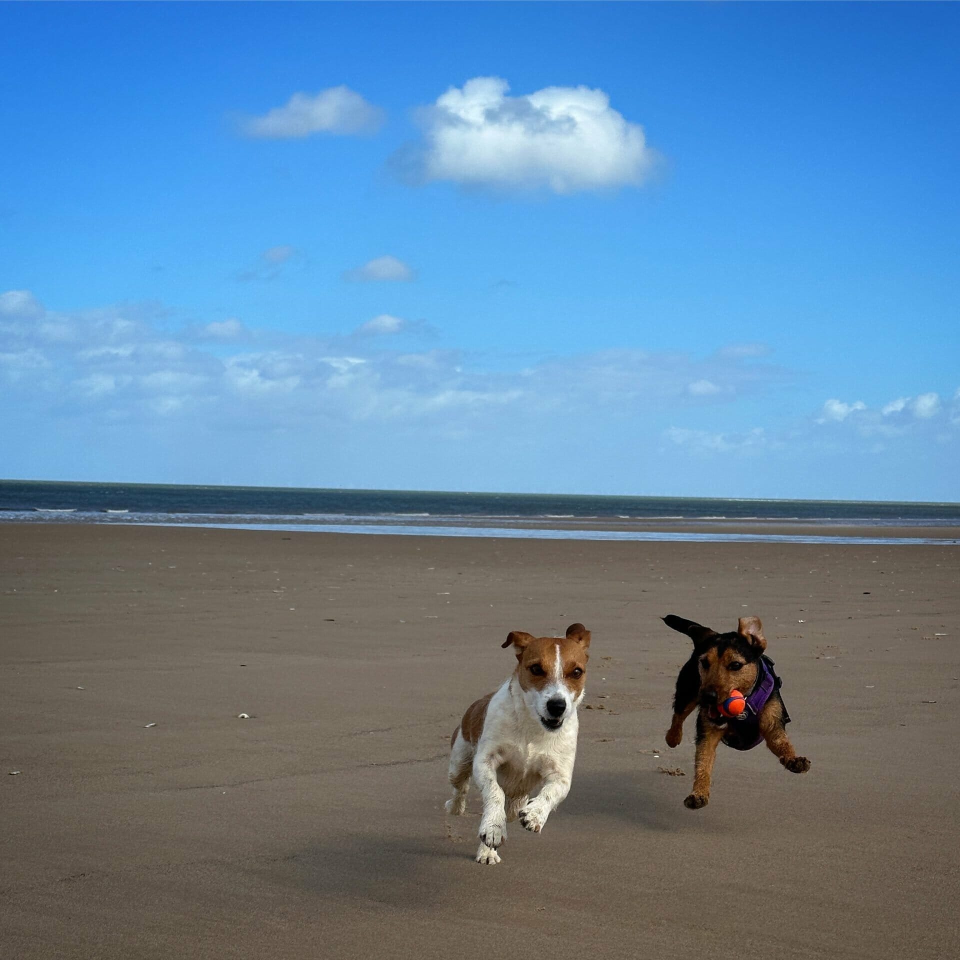 Dogs having fun at Holkham Beach