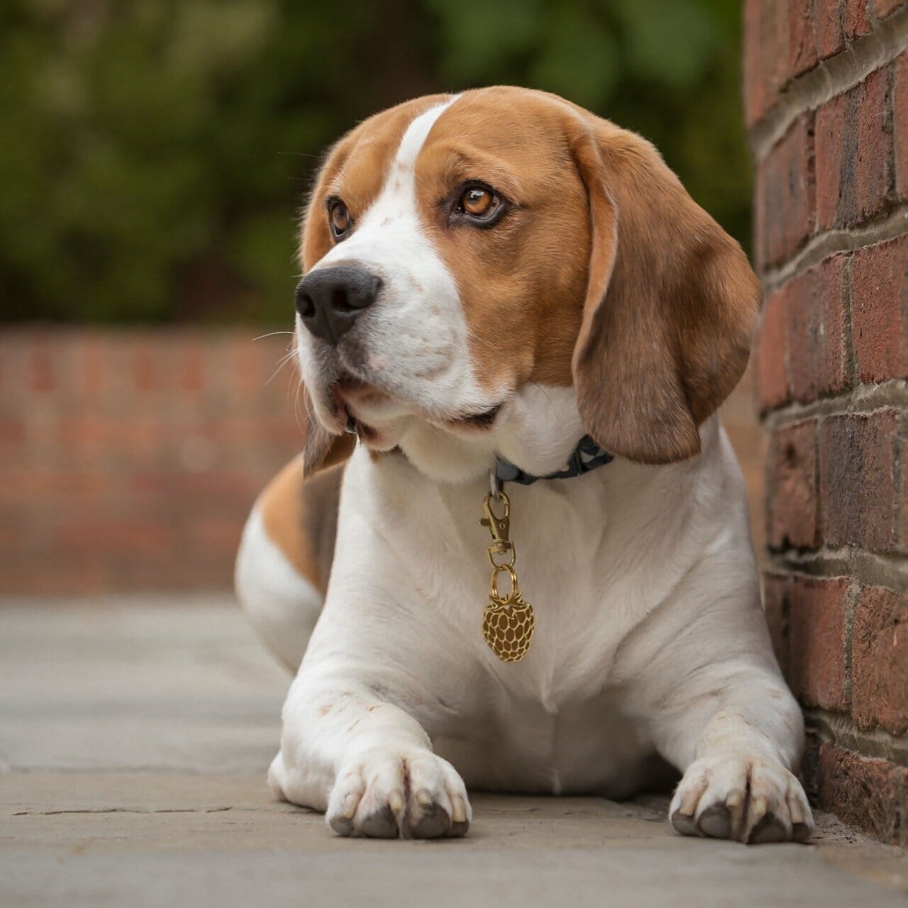 Beagle Dog with The Rambling Hound Tag