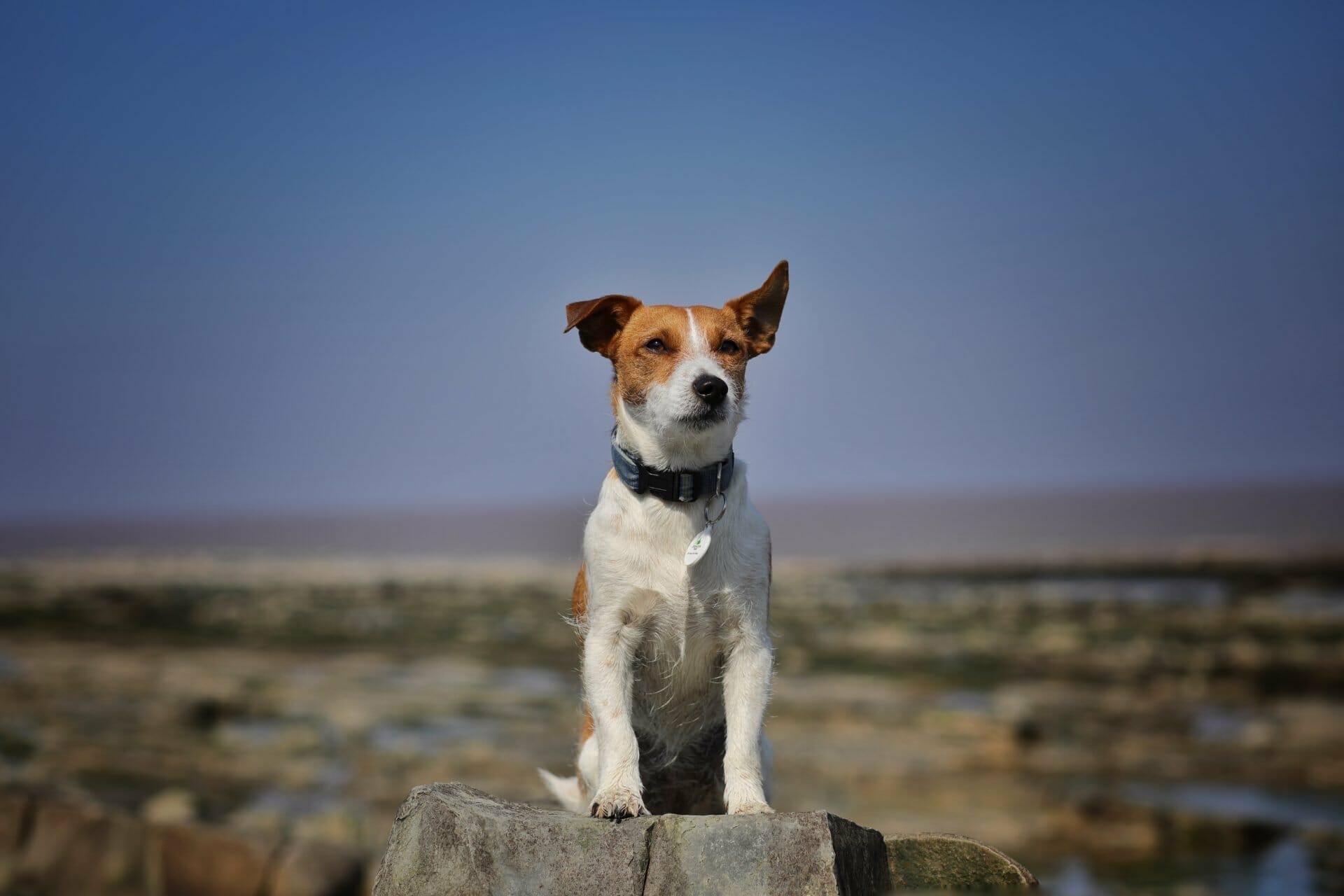 Dog on Kilve Beach