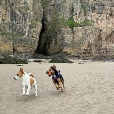 Dogs on Brean Sands