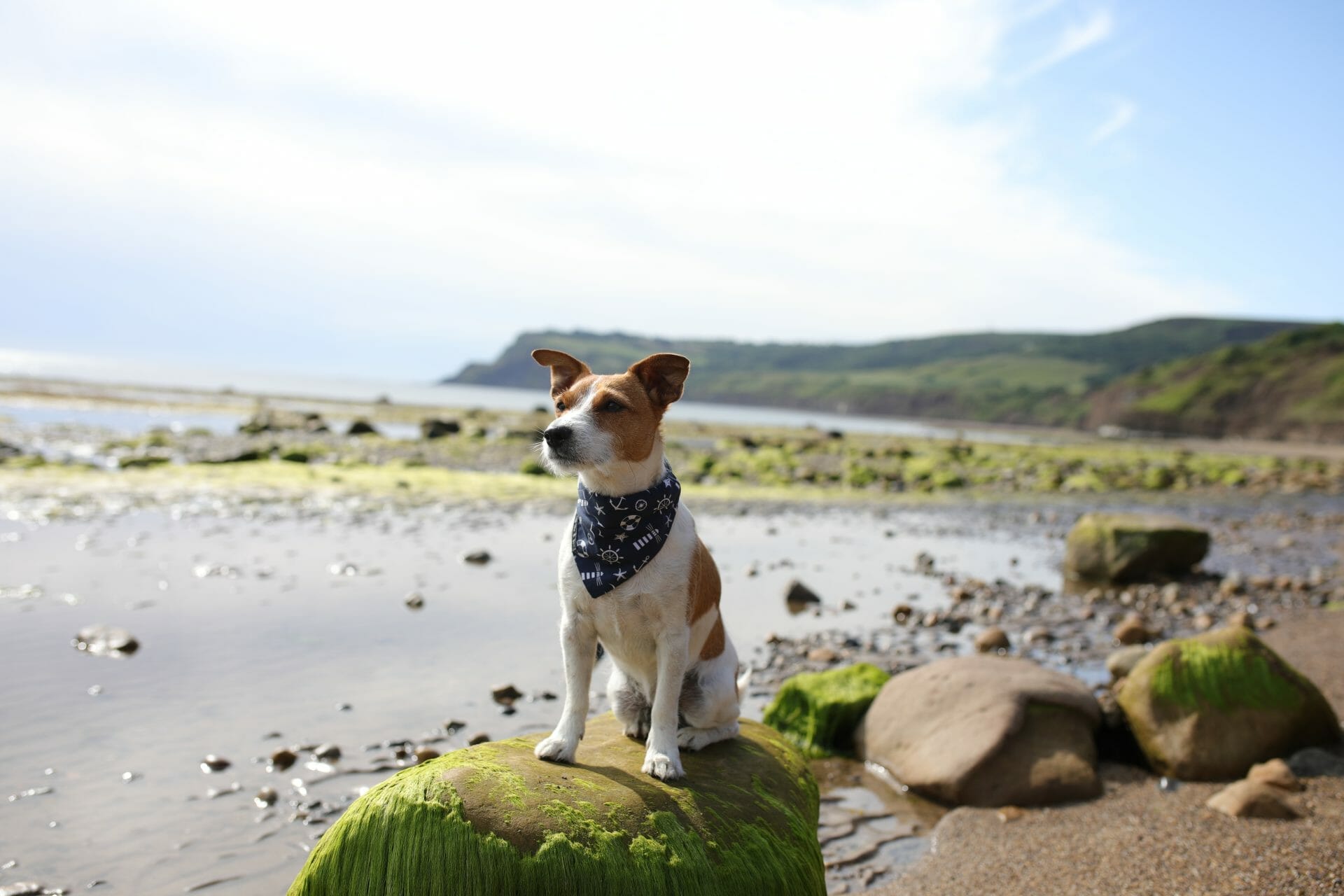 Dog on Beach at Robin Hood's Bay