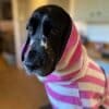 Harbour Hounds Pink Striped Dog Robe
