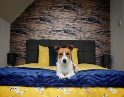Dog on Bed at The Nethergate