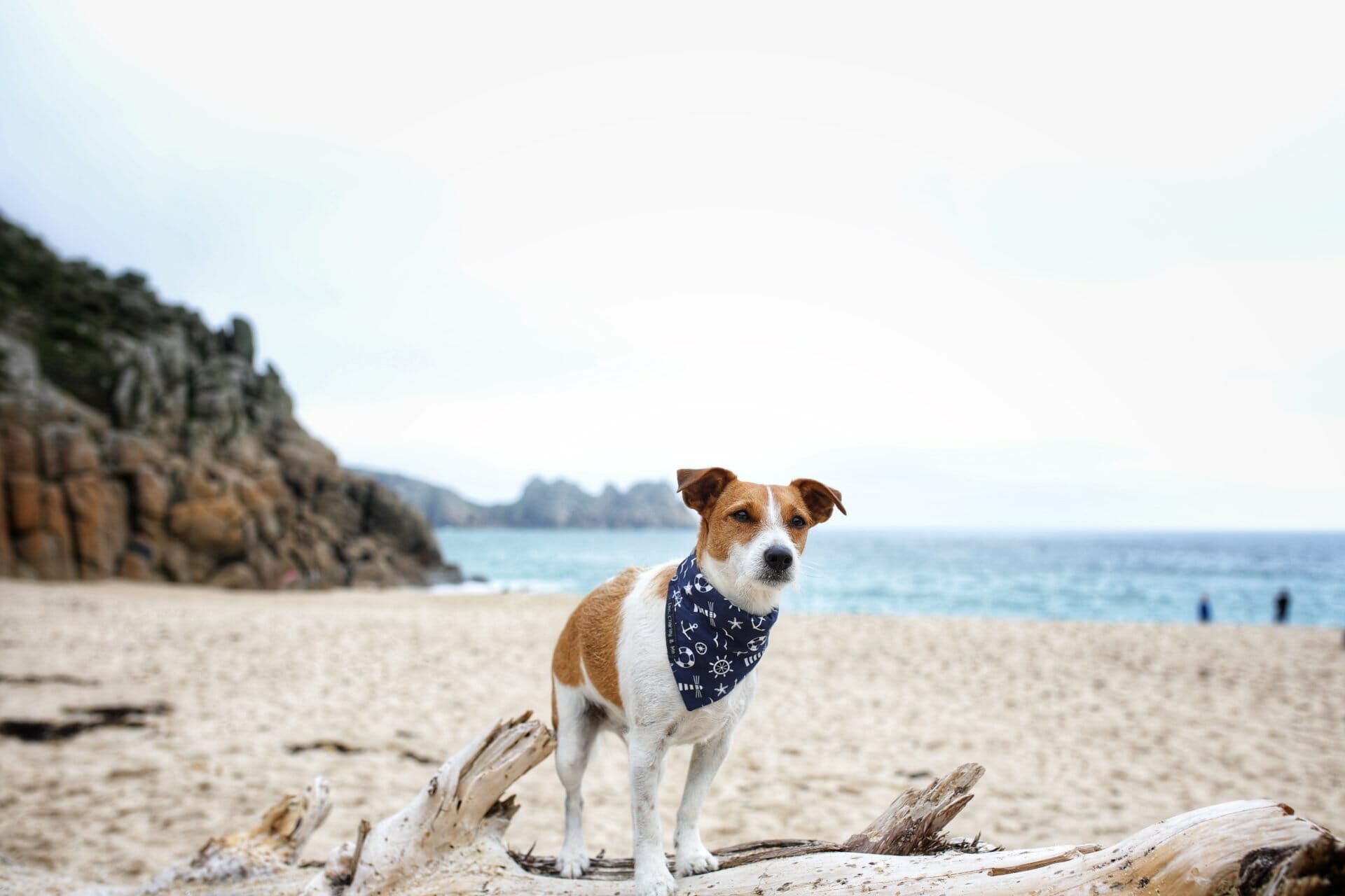 Dog at Porthcurno Beach
