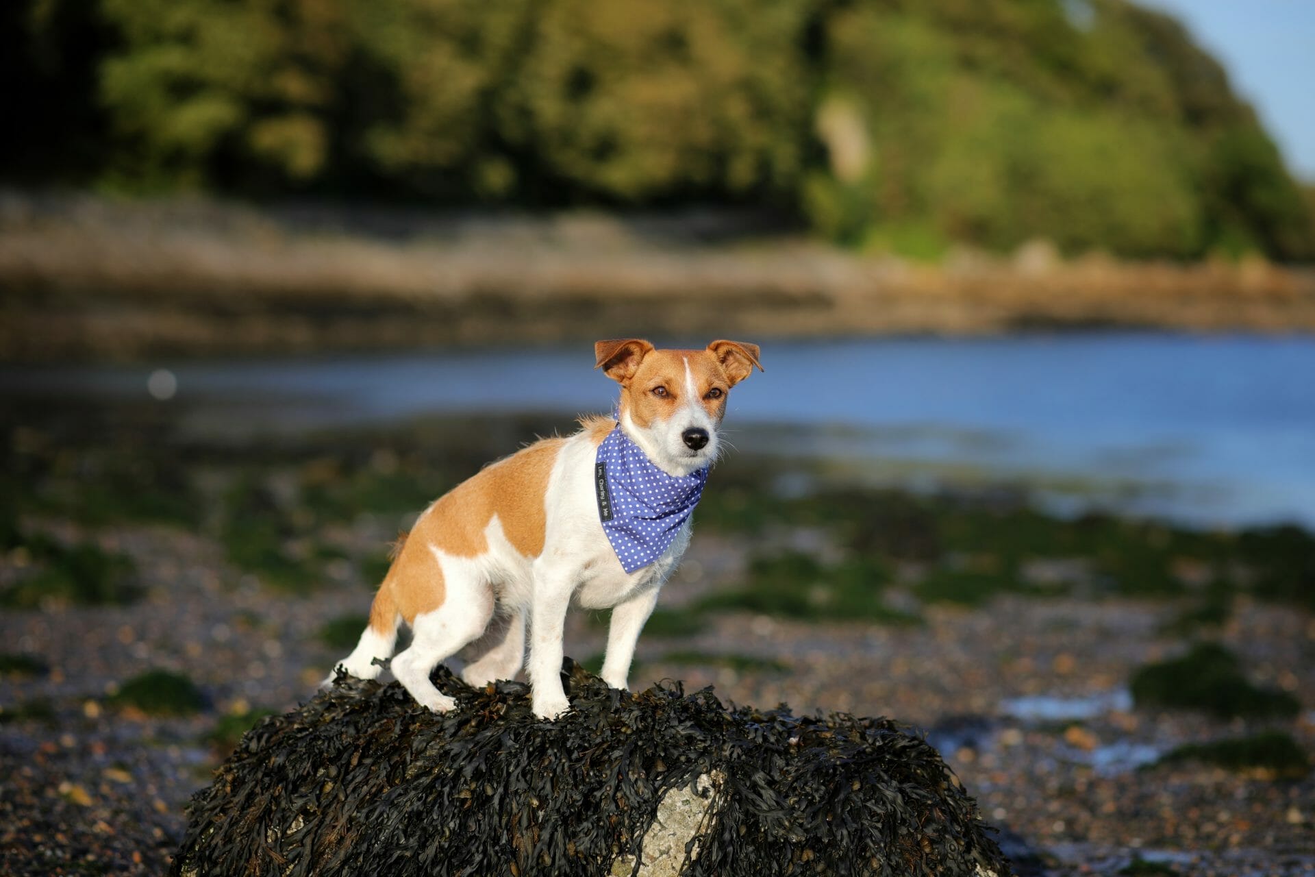 Dog on Aberdour Silver Sands Beach