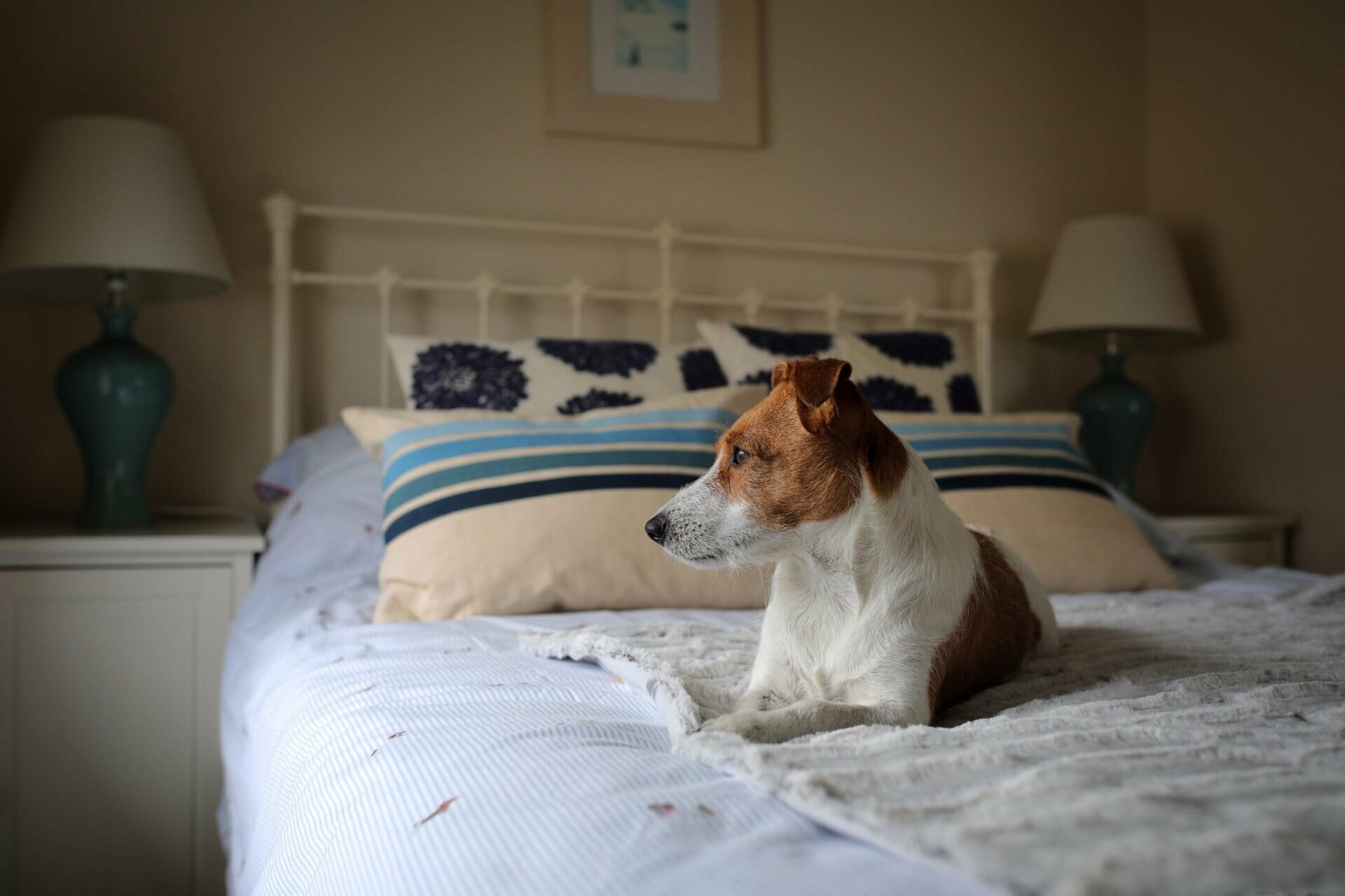 Dog on Bed at Mousehole Cottage