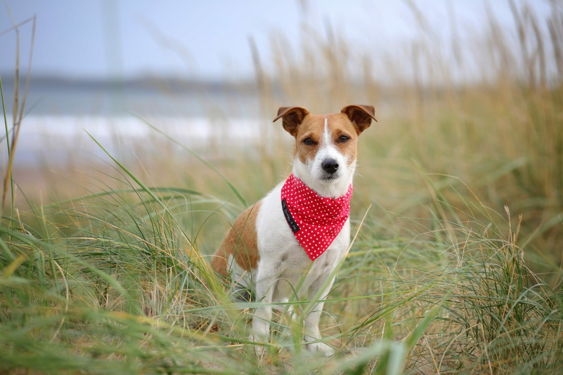 Dog on West Sands Beach St Andrews