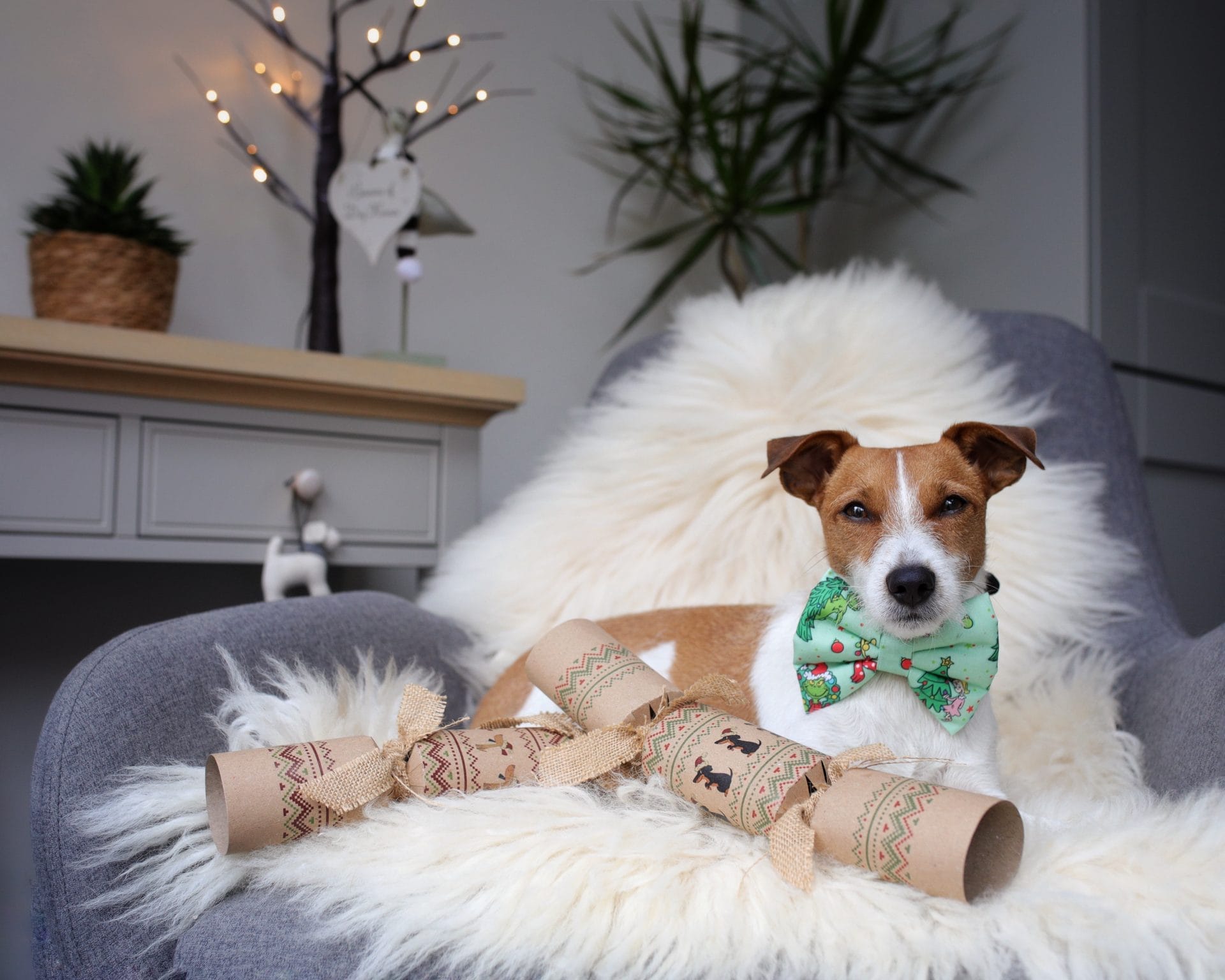 Send a Dog a Bone Christmas Crackers