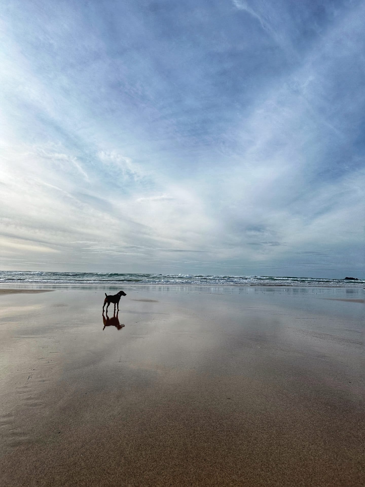 Dog Friendly Cornwall Beaches