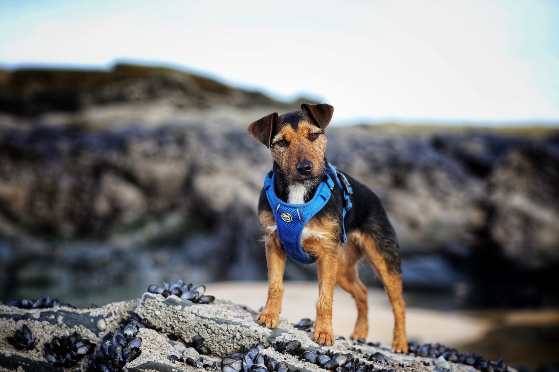 Dog at Constantine Bay Cornwall