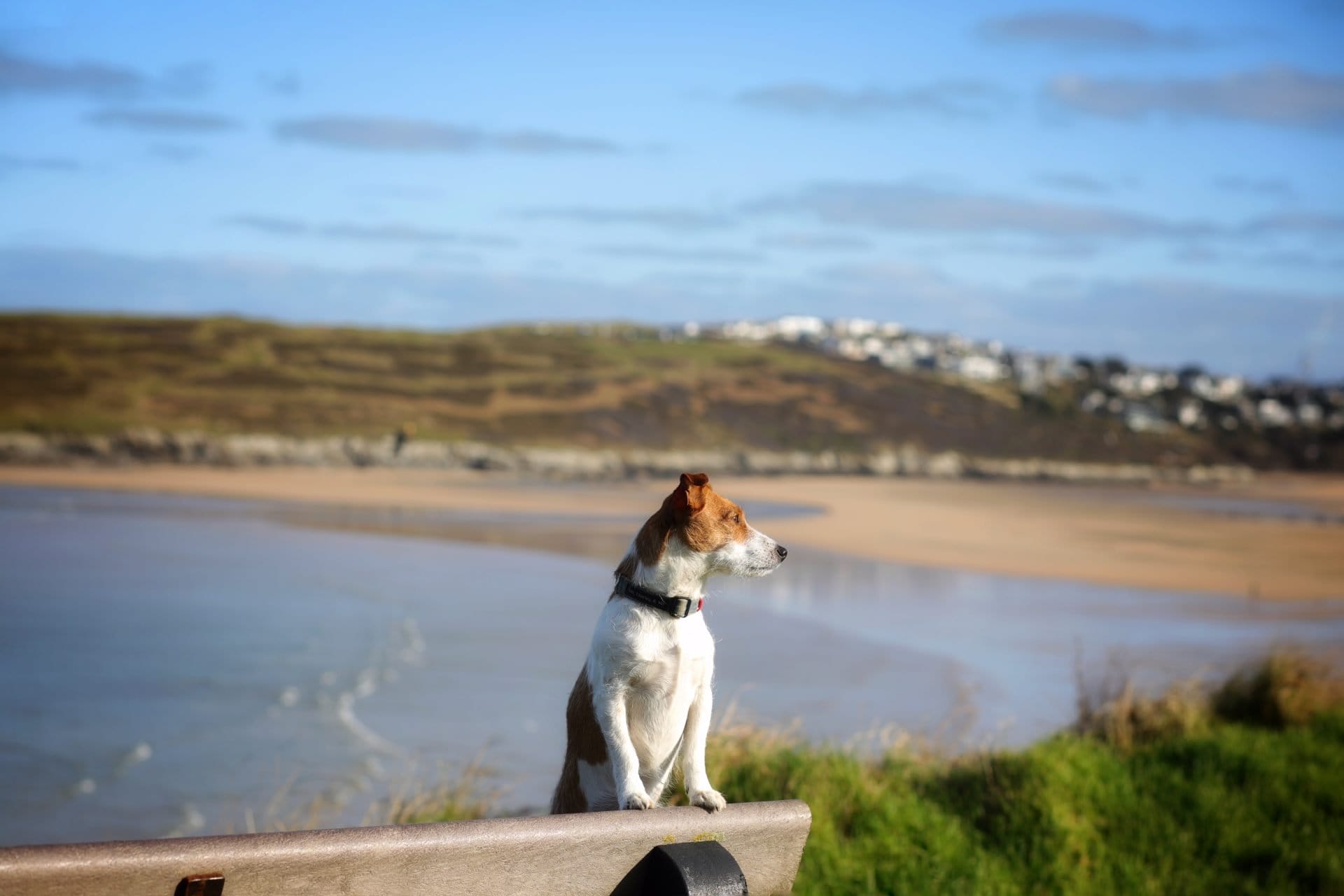 Dog at Crantock Beach 