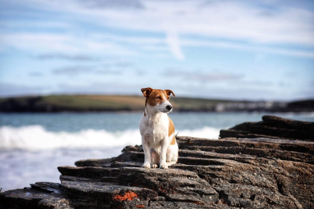 Dog on Harlyn Bay Beach