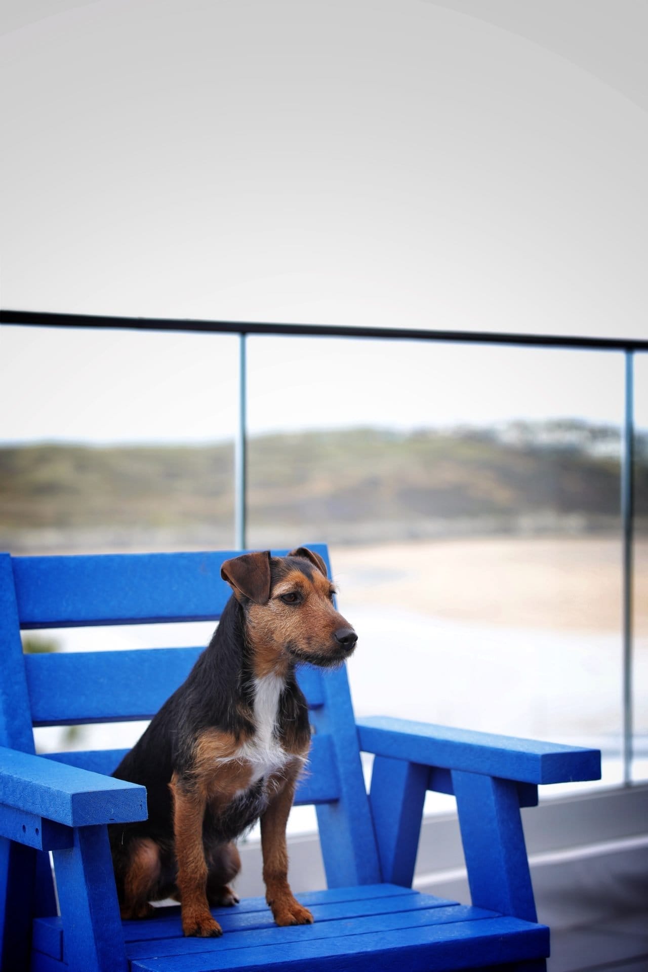 Dog on Balcony at Crantock Bay Apartments 