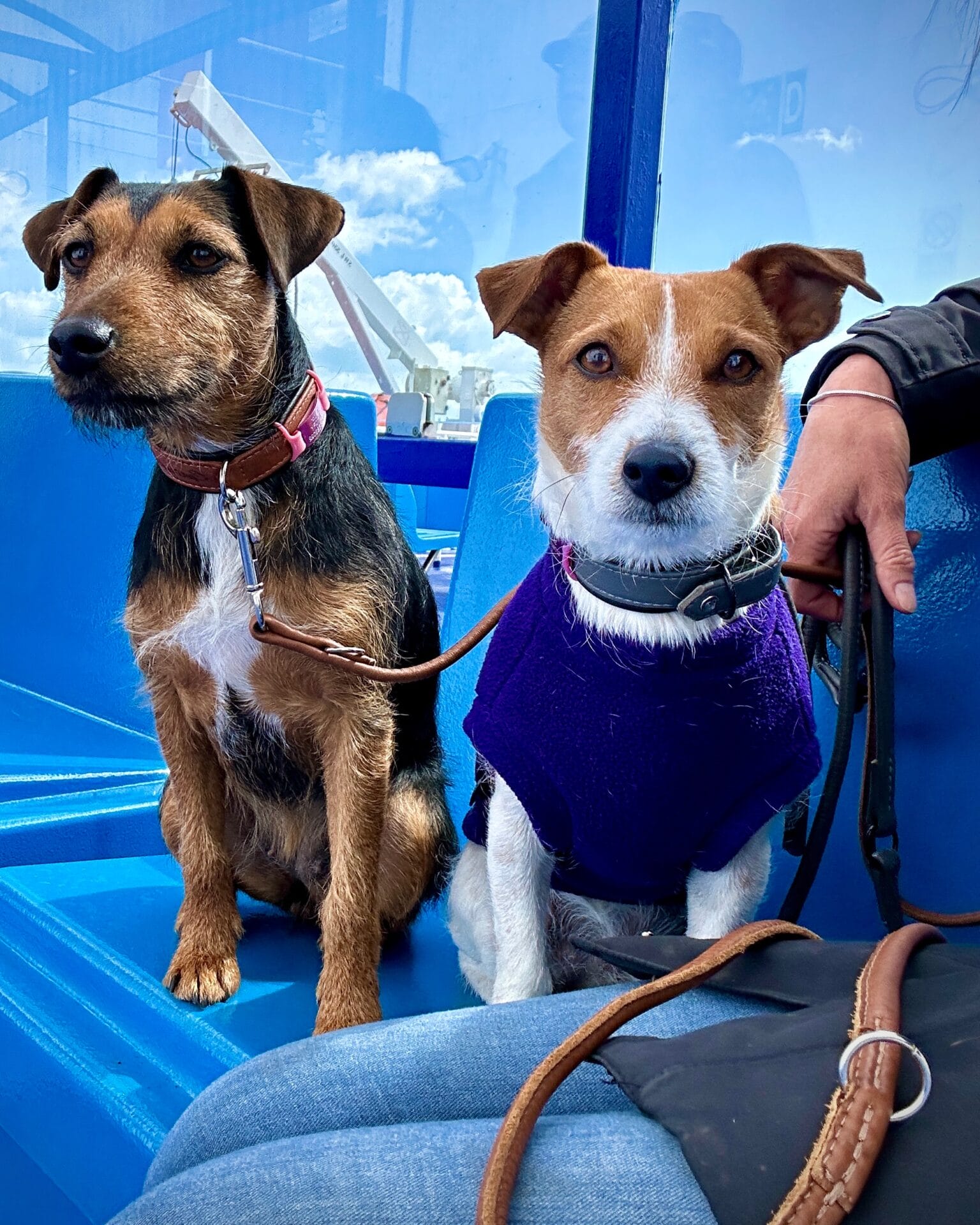 Dog Friendly Wightlink Ferries