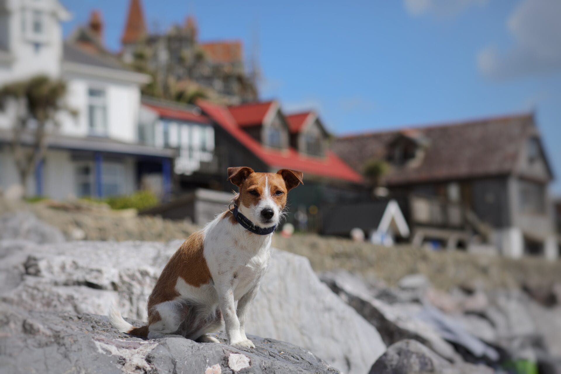 Dog at Steephill Cove