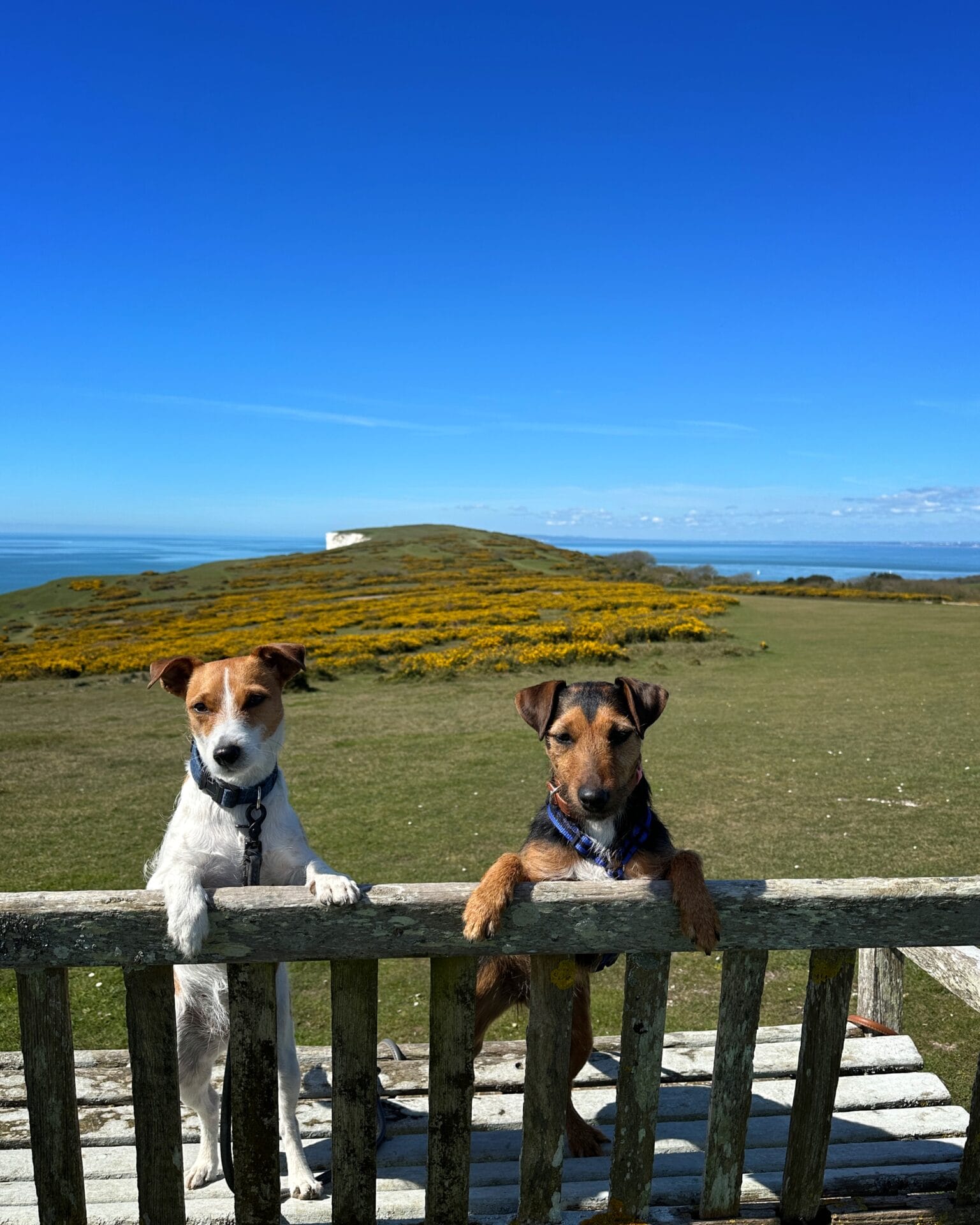 Dogs on Tennyson Downs
