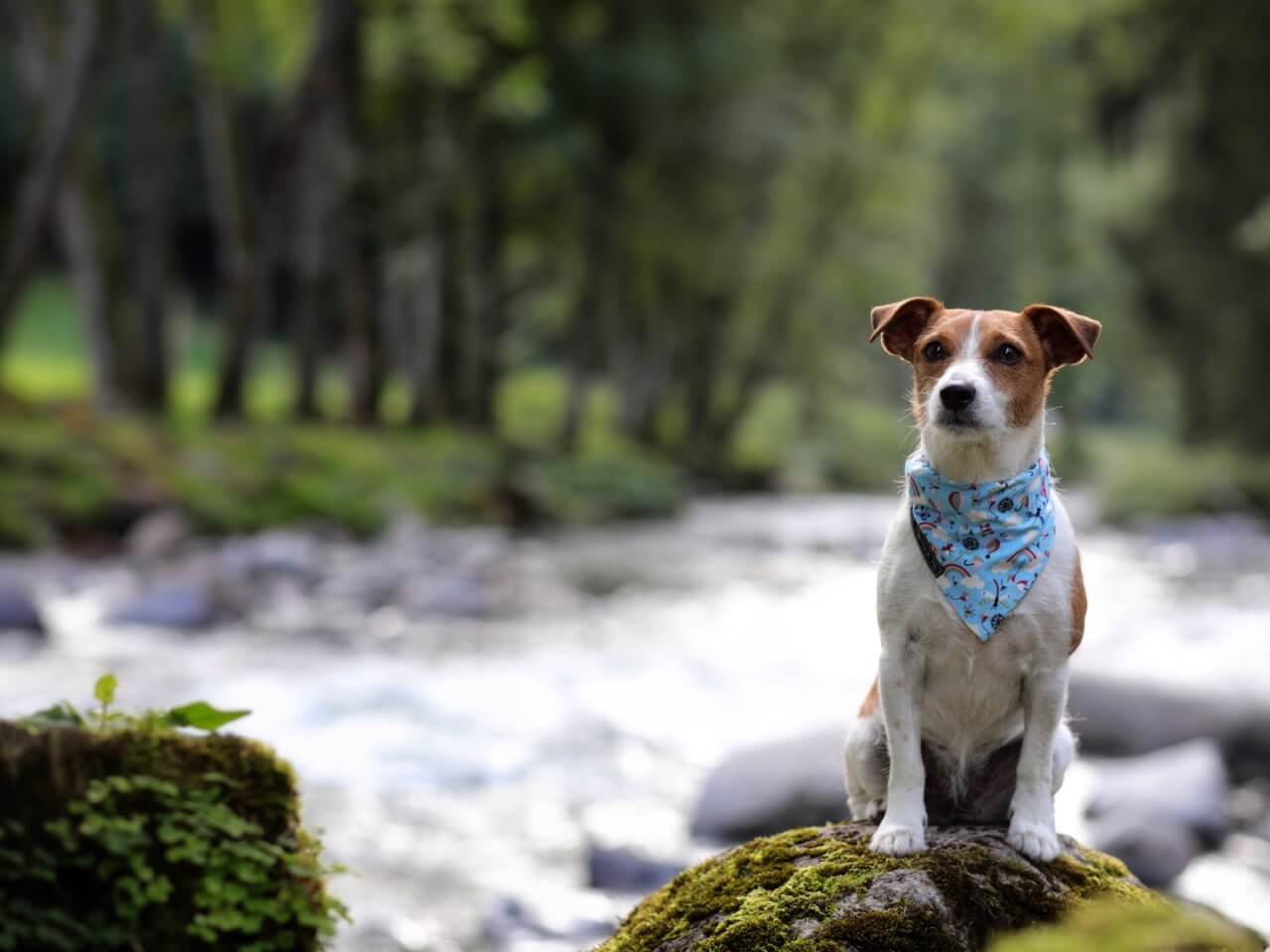 Dog Friendly Morzine